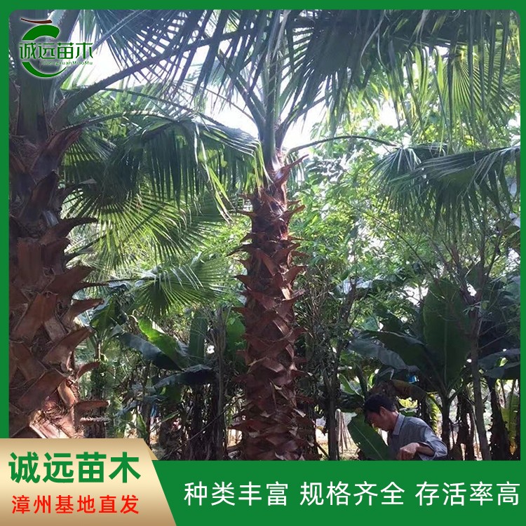 基地供应老人葵移植苗 棕榈树华棕 杆高1-7米 庭荫行道树