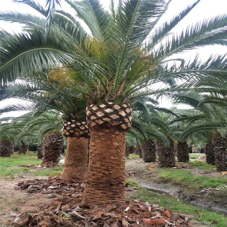 加拿利海枣棕榈树 中东海枣树苗 种植栽培基地造景绿化树