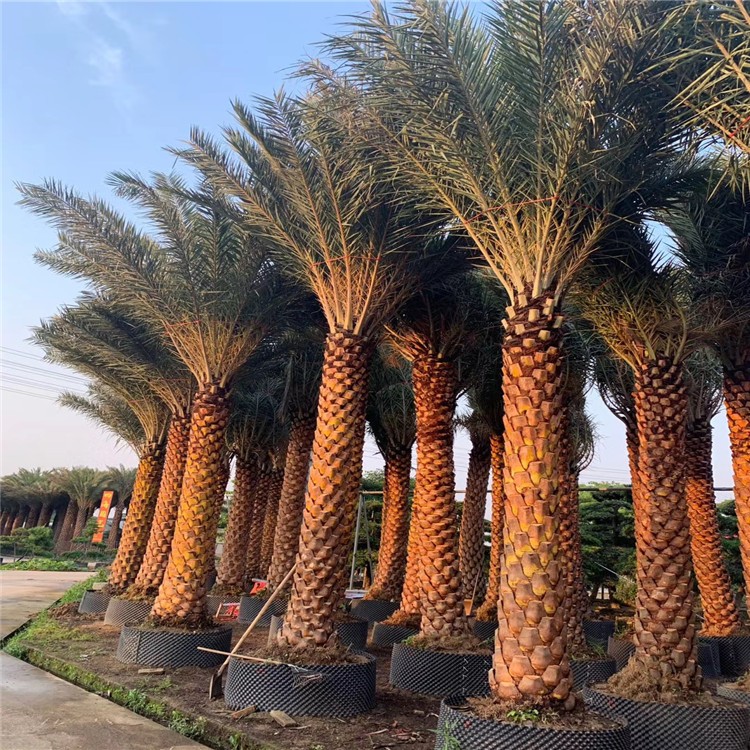中东海枣树新品种 精品乔木园林绿化棕榈树 苗木培育基地批发