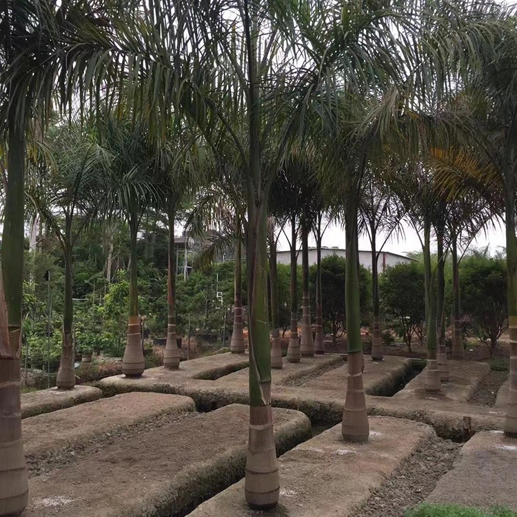 大王椰子基地供应移植 绿色乔木露天栽培 园林工程景观
