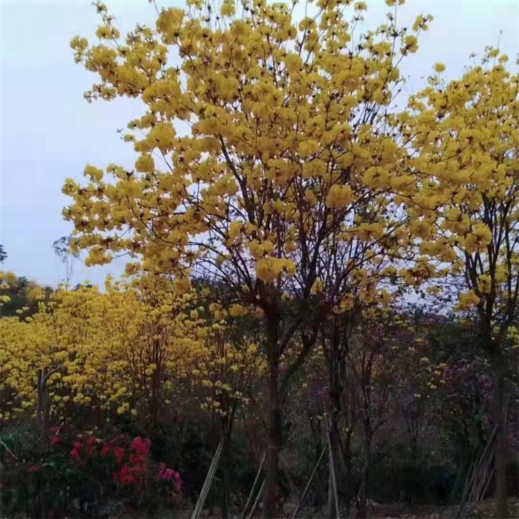 落叶乔木黄花风铃木 树形优美庭院观赏树