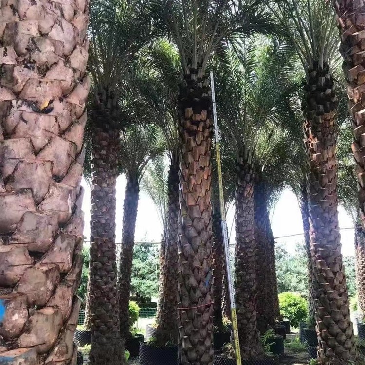 中东海枣 林刺葵 园林绿化棕榈树 银海枣工程绿化苗