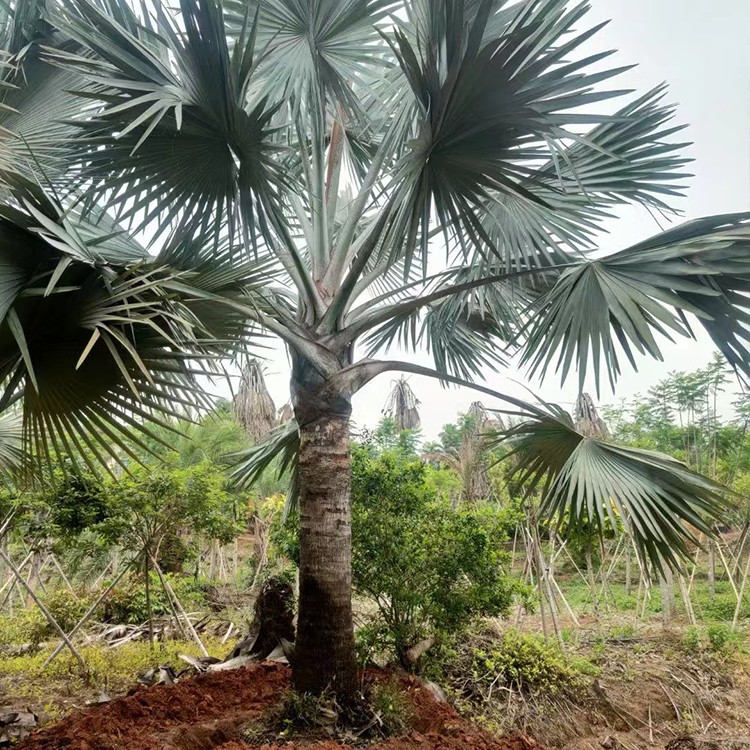霸王棕 株高1-8m 各种规格棕榈树地栽苗 喜阳光充足