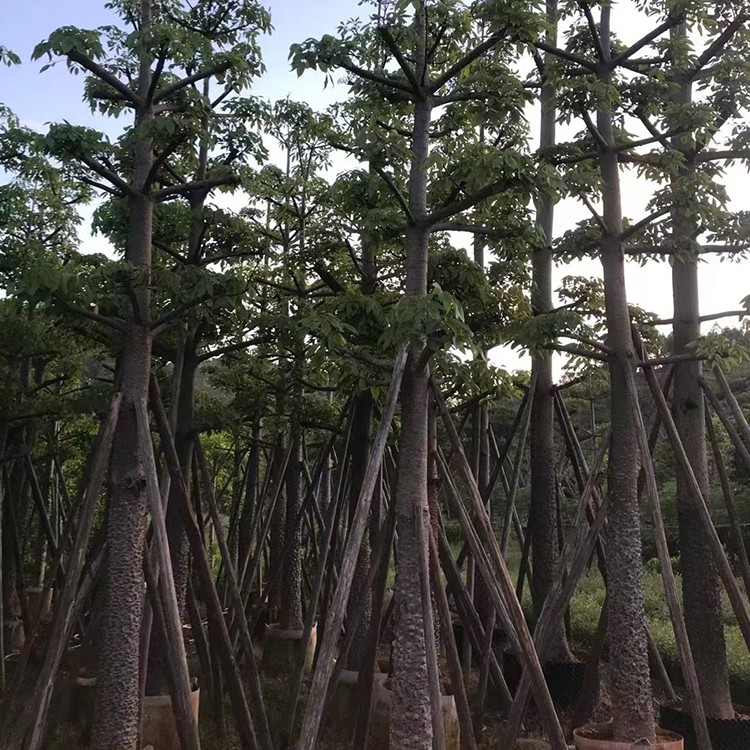 本地木棉 美人树移植苗 丝木棉 株高1-8m 自家苗圃